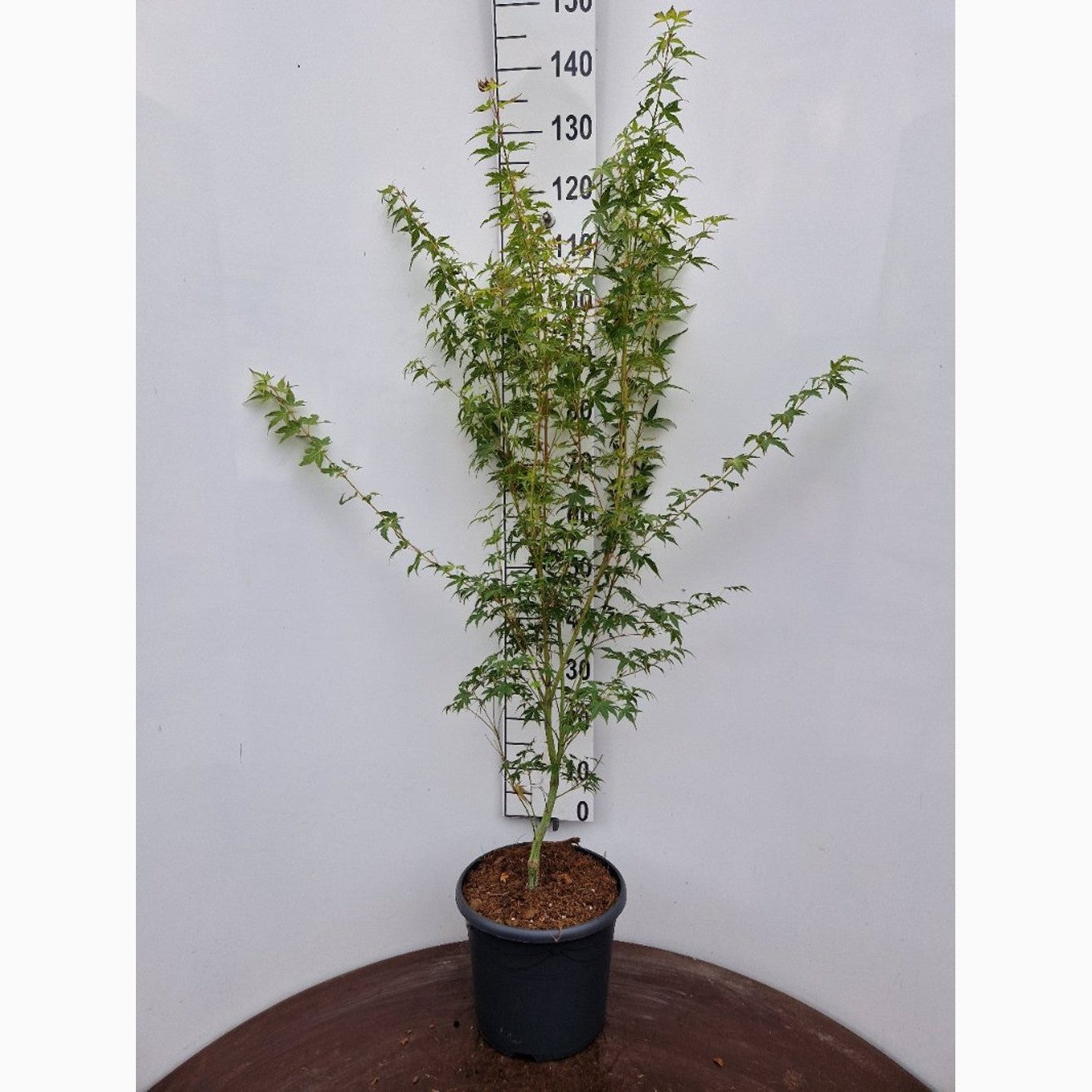 Japansk lönn – Acer pal. 'Katsura' - C10 80-100 CM